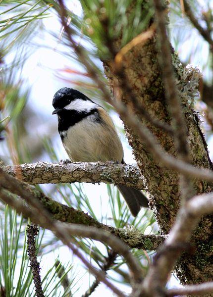 CARBONERO GARRAPINOS-PARUS ATER-COAL TIT