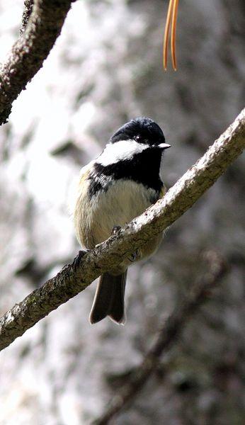 CARBONERO GARRAPINOS-PARUS ATER-COAL TIT