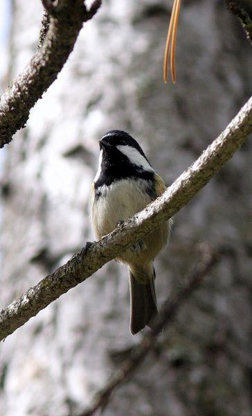 CARBONERO GARRAPINOS-PARUS ATER-COAL TIT
