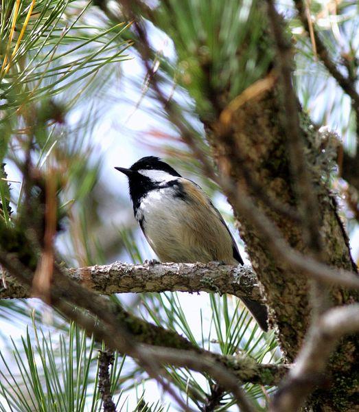 CARBONERO GARRAPINOS-PARUS ATER-COAL TIT