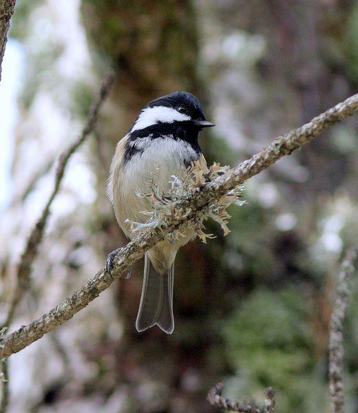 CARBONERO GARRAPINOS-PARUS ATER-COAL TIT
