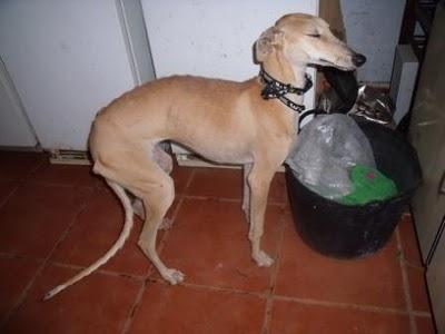 AYUDA URGENTE!!! GALGA JOVENCITA ABANDONADA (MURCIA)