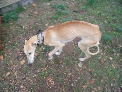 AYUDA URGENTE!!! GALGA JOVENCITA ABANDONADA (MURCIA)