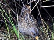 Polluela pintoja-porzana porzana-spotted crake