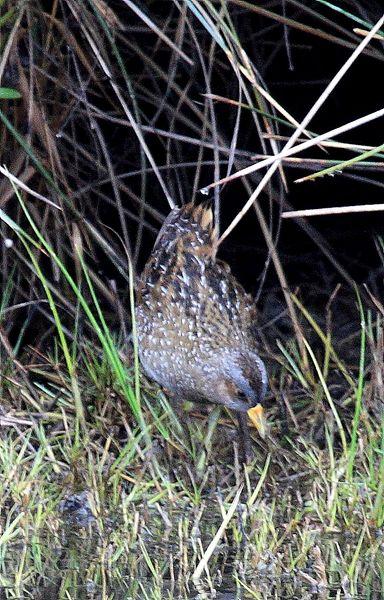 POLLUELA PINTOJA-PORZANA PORZANA-SPOTTED CRAKE