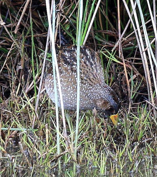 POLLUELA PINTOJA-PORZANA PORZANA-SPOTTED CRAKE