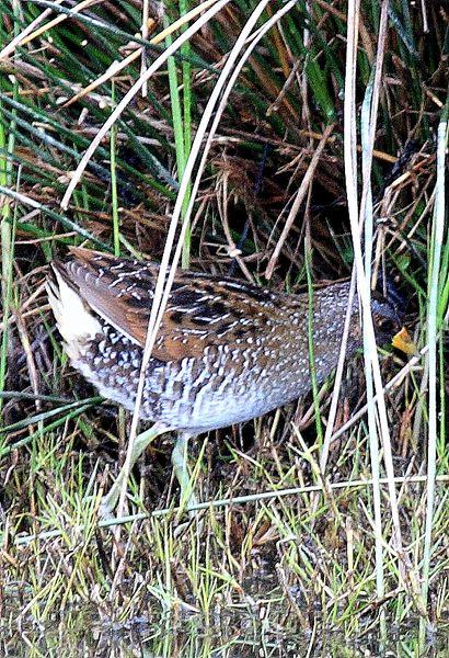 POLLUELA PINTOJA-PORZANA PORZANA-SPOTTED CRAKE