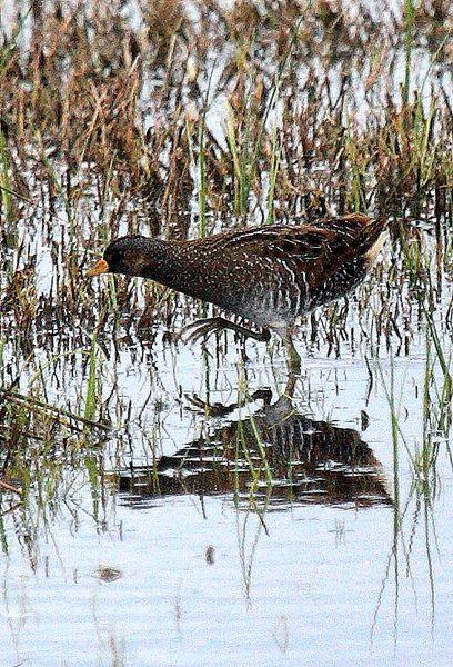 POLLUELA PINTOJA-PORZANA PORZANA-SPOTTED CRAKE