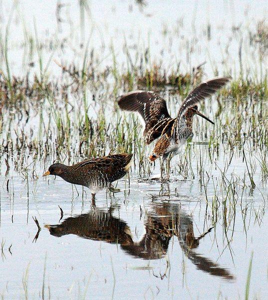 POLLUELA PINTOJA-PORZANA PORZANA-SPOTTED CRAKE