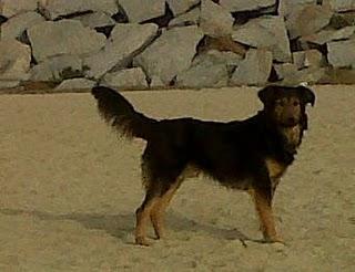 Perdido perro en la montaña entre el camino de la Garriga y camino Puigraciós (Cataluña)