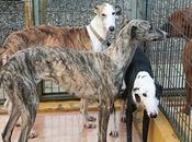 SACRIFICAN GALGOS galgos perrera (Malaga) hembras machos