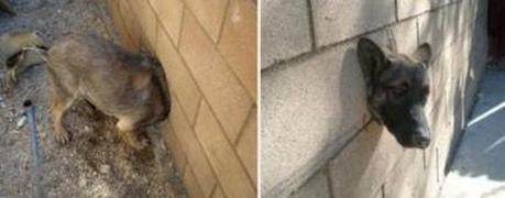 Un perro curioso con la cabeza empotrada en un muro Un perro curioso con la cabeza empotrada en un muro