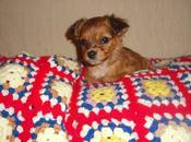 Petunia meses adopción