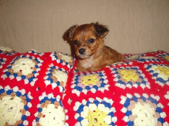 Petunia de 2 meses adopción