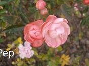 Rosas Koster: toque color pleno invierno