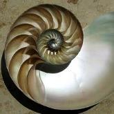 Fibonacci_spiral.jpg