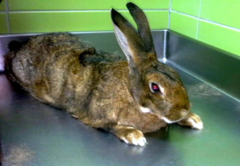 PRIMER SUSTO DEL AÑO...