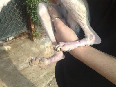 Blanki, necesita ayuda urgente