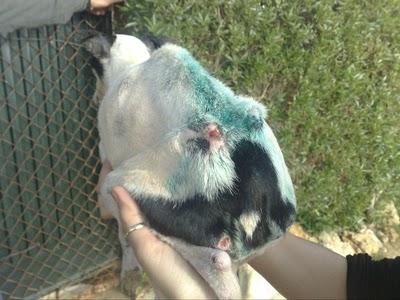 Blanki, necesita ayuda urgente