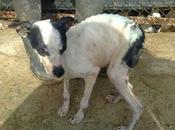 Blanki, necesita ayuda urgente