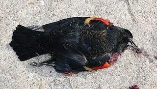 Aves muertas en Estados Unidos