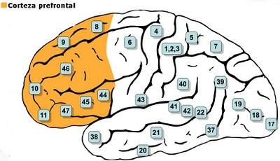 Anatomía del optimismo