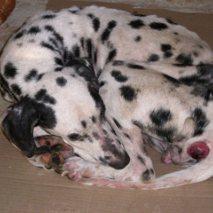 Actualización sobre Perdi, la dálmata maltratada y violada.