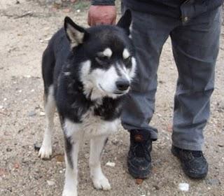 LOBO 3 AÑOS EN UNA OBRA, AHORA TERMINA Y ÉL IRÁ A LA PERRERA. (TOLEDO)