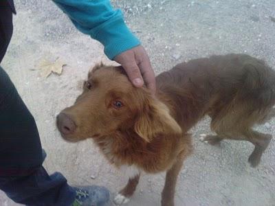 Perrito atropellado en la calle.