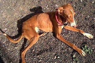 OTRO MÁS....REMY, EN LOS HUESOS (CANARIAS)