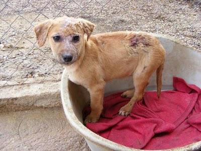 MADRID!!! MARA PERRITA SALVAJEMENTE QUEMADA CON ACIDO EN ADOPCION