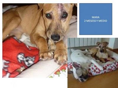 MADRID!!! MARA PERRITA SALVAJEMENTE QUEMADA CON ACIDO EN ADOPCION
