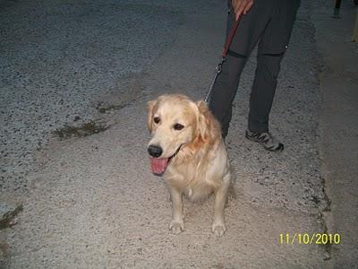 Ray, golden en adopción-Murcia