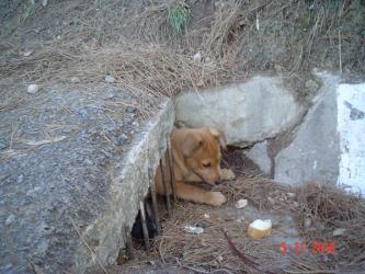 Cachorritos viviendo en una alcantarilla.