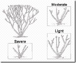 poda-dibujos-ligera,-severa