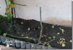 Indicaciones para la poda de rosales