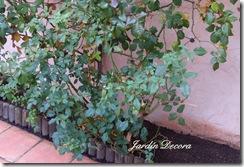 Indicaciones para la poda de rosales