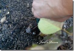 Indicaciones para la poda de rosales