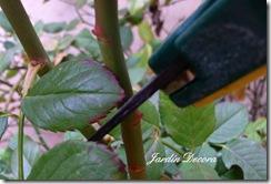 Indicaciones para la poda de rosales