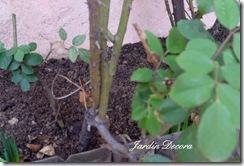 Indicaciones para la poda de rosales