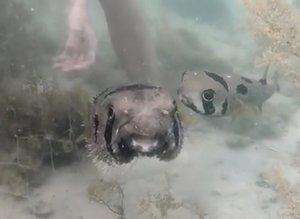 Un pez puercoespín no abandona a su amigo atrapado en una red