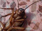 ¿Dónde esconden cucarachas? nidos secretos