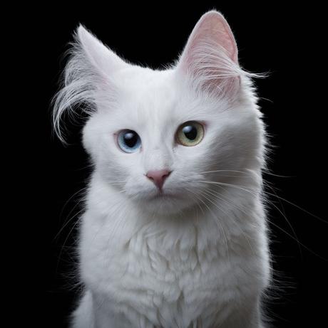 Un proyecto que retrata el alma de perros y gatos