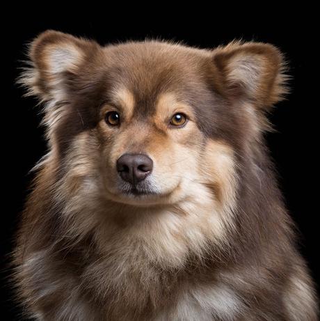 Un proyecto que retrata el alma de perros y gatos