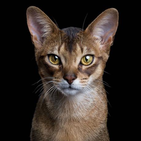 Un proyecto que retrata el alma de perros y gatos