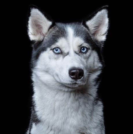 Un proyecto que retrata el alma de perros y gatos