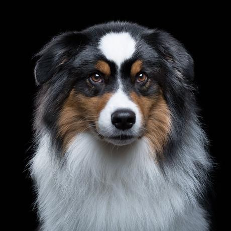 Un proyecto que retrata el alma de perros y gatos