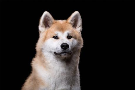 Un proyecto que retrata el alma de perros y gatos