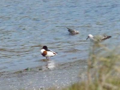 Un tarro blanco en Llodero