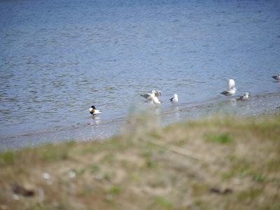 Un tarro blanco en Llodero